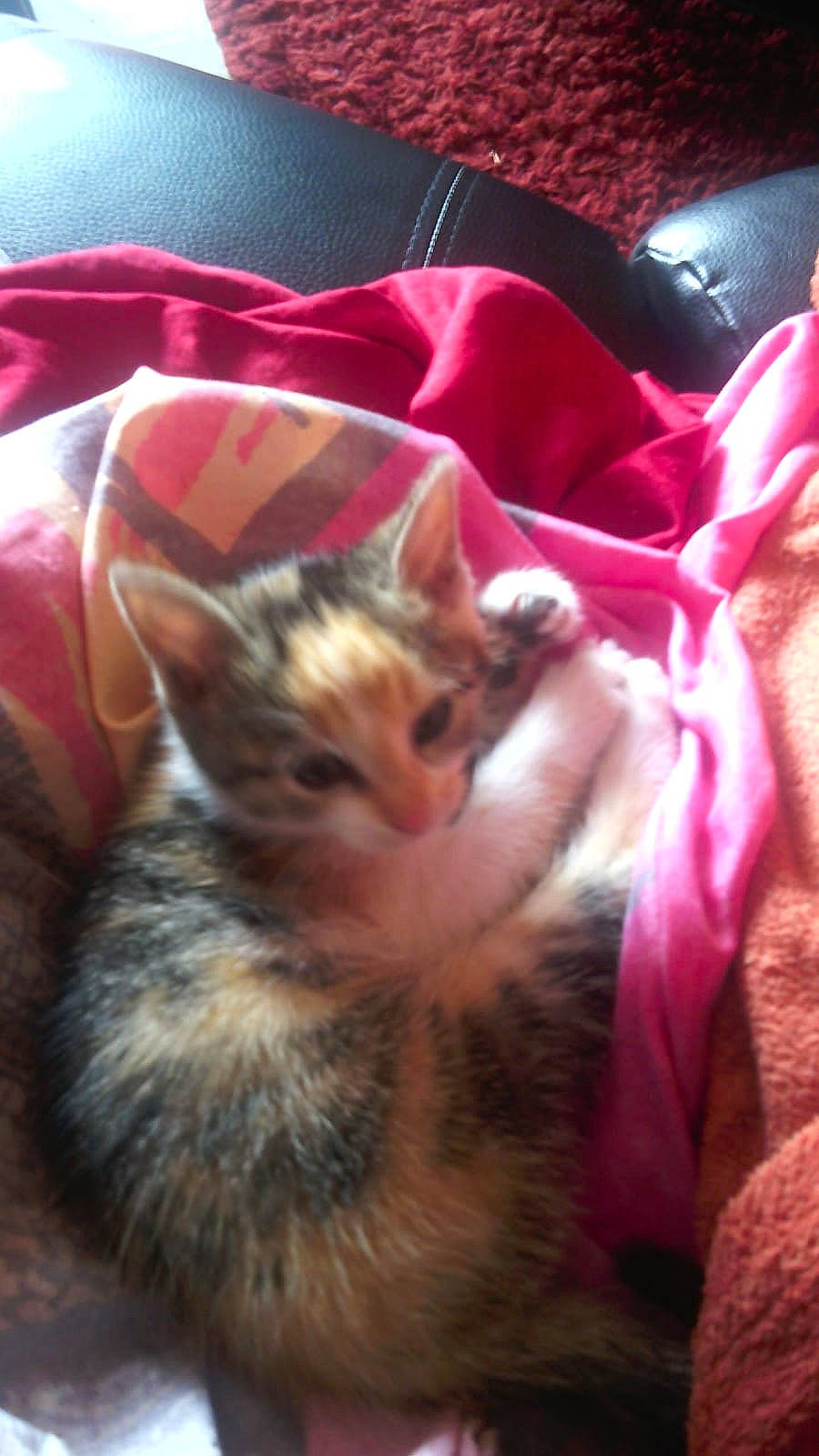 Daisy a rejoint le concours — aidez-le/la à gagner de superbes lots ! carnivore, cat, domestic_short_haired_cat, fawn, felidae, fur, linens, mammal, paw, peach, pink, small_to_medium_sized_cats, snout, tail, vertebrate, whiskers