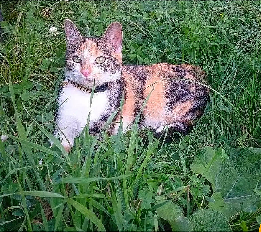 Daisy participe au concours pour gagner de l'argent avec cette photo : carnivore, cat, domestic_short_haired_cat, fawn, felidae, fur, grass, grass_family, grassland, groundcover, paw, plant, sitting, small_to_medium_sized_cats, snout, tail, terrestrial_animal, whiskers, wildlife