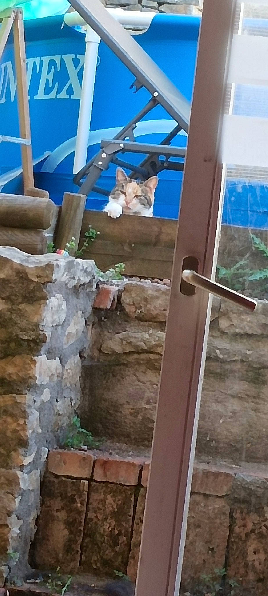 Daisy a rejoint le concours — aidez-le/la à gagner de superbes lots ! beam, blue, brickwork, building, cat, concrete, daylighting, fixture, hardwood, house, leisure, lumber, rock, room, sash_window, shade, siding, vertebrate, window, wood