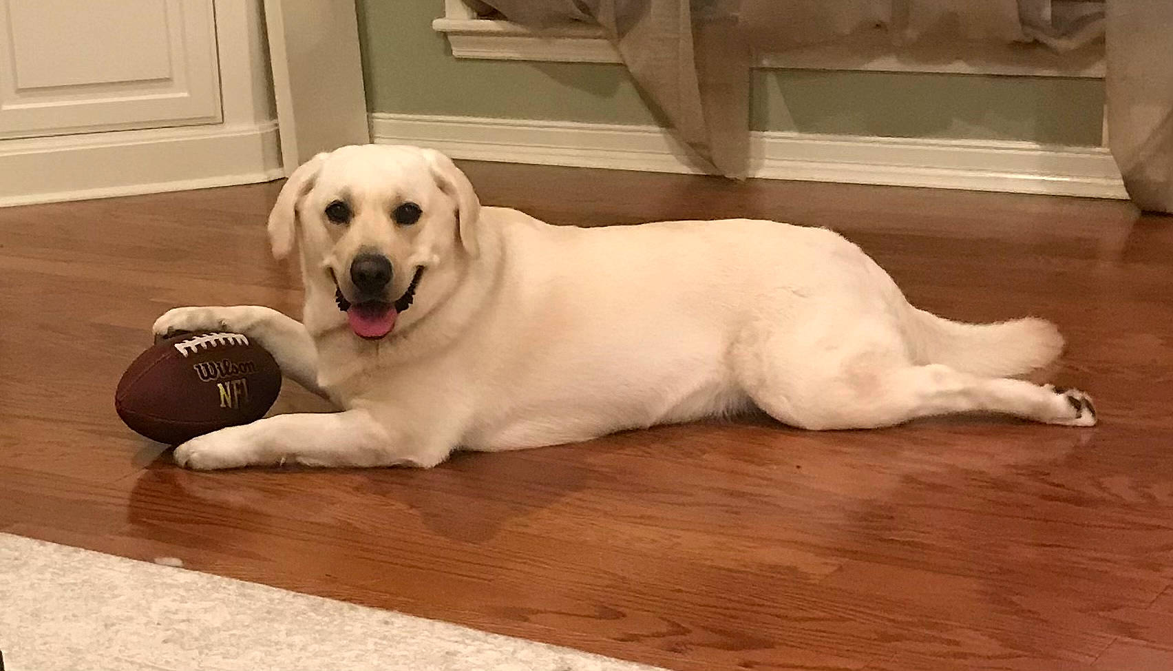 Rip joined the competition — help win amazing prizes! ball, carnivore, companion_dog, dog, dog_breed, dog_supply, door, fawn, floor, flooring, foot, fur, hardwood, pet_supply, snout, sporting_group, tail, whiskers, wood, working_animal