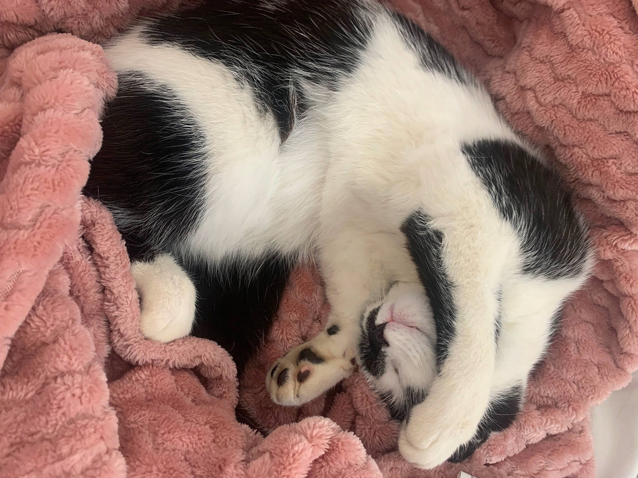 Utah a rejoint le concours — aidez-le/la à gagner de superbes lots ! canidae, carnivore, cat, cat_supply, claw, comfort, companion_dog, dog_breed, domestic_short_haired_cat, felidae, fur, linens, nap, paw, sleep, small_to_medium_sized_cats, snout, tail, terrestrial_animal, whiskers