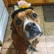 Hugo joined the competition — help win amazing prizes! animal, black_hat, boxer, brown_fur, close_up, collar, costume, dog, fashionable, flower, funny, indoors, kitchen, looking_at_camera, pet, portrait, tag, tile_floor, white_markings, wooden_cabinets
