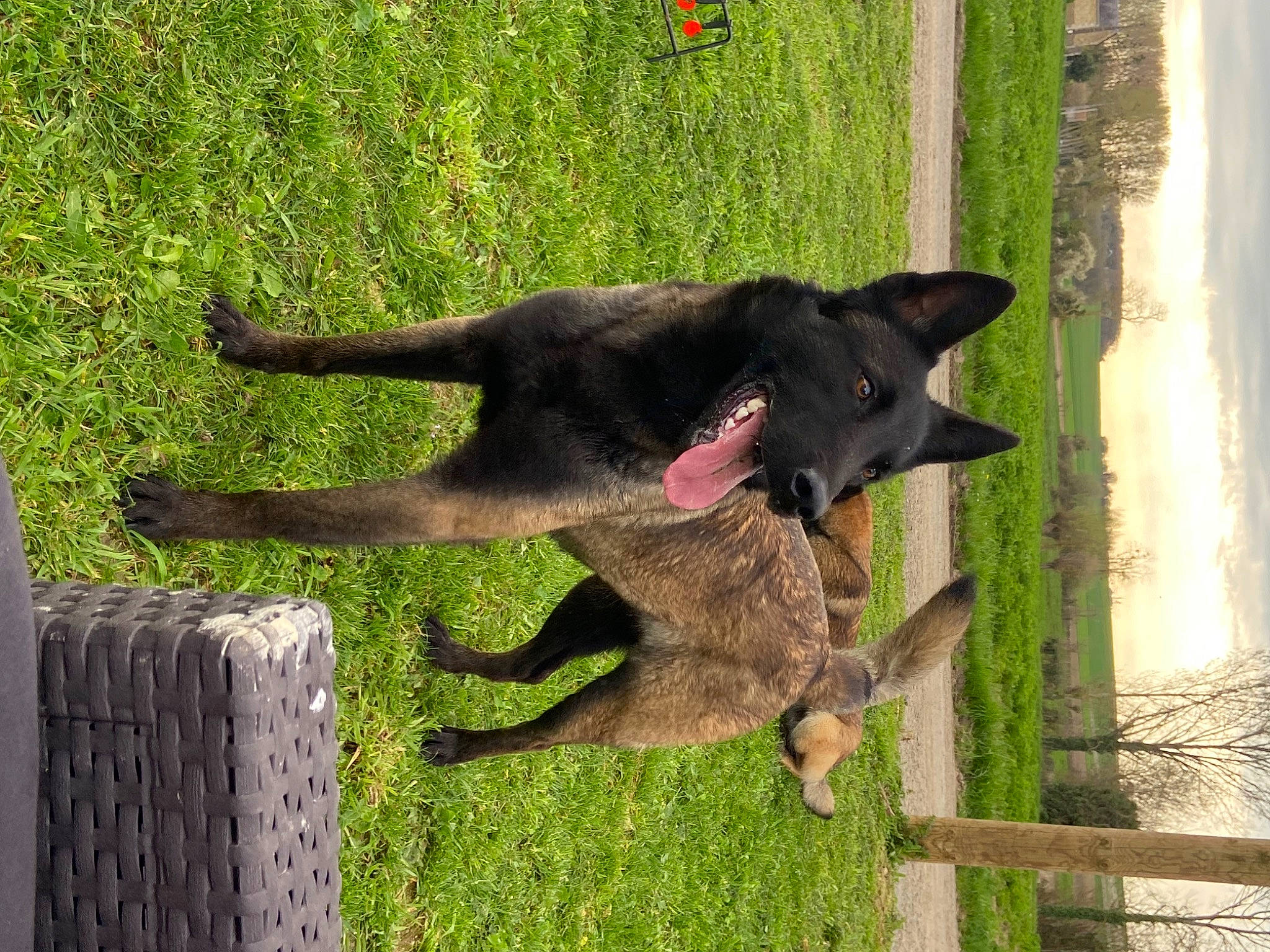 Thémis a rejoint le concours — aidez-le/la à gagner de superbes lots ! black_norwegian_elkhound, canidae, canis, carnivore, collar, dog, dog_breed, east_european_shepherd, felidae, grass, non_sporting_group, old_german_shepherd_dog, plant, small_to_medium_sized_cats, sporting_group, tail, terrestrial_animal, tree, working_animal, working_dog