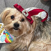 Jellybean is registered to the contest to win money with this photo: dog, pet, ribbon, red, couch, furniture, fur, cute, indoor, animal, relaxed, small_dog, decor, colorful, book, cozy, face, expression, whiskers, nose