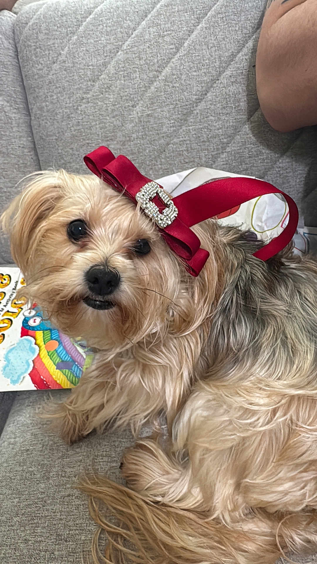 Jellybean is registered to the contest to win money with this photo: dog, pet, ribbon, red, couch, furniture, fur, cute, indoor, animal, relaxed, small_dog, decor, colorful, book, cozy, face, expression, whiskers, nose