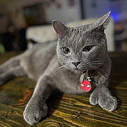 Tom joined the competition — help win amazing prizes! cat, gray_cat, pet, animal, feline, collar, spiderman_tag, wooden_table, indoor, blurred_background, relaxed, whiskers, ears, paws, fur, close_up, domestic_cat, portrait, table_surface, curious
