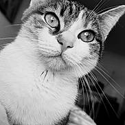 Galipette participe au concours pour gagner de l'argent avec cette photo : cat, close_up, black_and_white, whiskers, animal, pet, feline, curious, indoor, portrait, soft_lighting, eyes, face, fur, tabby, domestic_cat, cute, relaxed, focus, texture