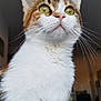 Galipette a rejoint le concours — aidez-le/la à gagner de superbes lots ! cat, close_up, whiskers, green_eyes, fur, indoor, pet, animal, curious, portrait, tabby, white_fur, brown_fur, domestic_cat, looking_up, feline, cute, adorable, household, mammal