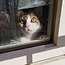 Galipette a rejoint le concours — aidez-le/la à gagner de superbes lots ! cat, window, glass, sunlight, shadow, green_eyes, pet, curious, feline, face, paw, texture, reflection, indoor, outdoor, daylight, closeup, animal, looking, home