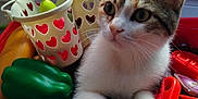 Galipette a rejoint le concours — aidez-le/la à gagner de superbes lots ! cat, tabby_cat, white_paws, toy_tools, plastic_toys, toy_basket, heart_shapes, indoor, curious, pet, animal, playful, colorful, blue_background, red_elements, close_up, feline, whiskers, ears, paws