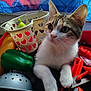 cat, tabby_cat, white_paws, toy_tools, plastic_toys, toy_basket, heart_shapes, indoor, curious, pet, animal, playful, colorful, blue_background, red_elements, close_up, feline, whiskers, ears, paws