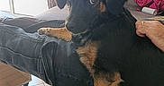 Maiden a rejoint le concours — aidez-le/la à gagner de superbes lots ! puppy, dog, indoor, couch, person, lap, window, curtain, jeans, fur, pet, animal, looking, resting, cozy, floor, light, hand, casual, home