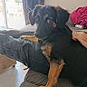 puppy, dog, indoor, couch, person, lap, window, curtain, jeans, fur, pet, animal, looking, resting, cozy, floor, light, hand, casual, home