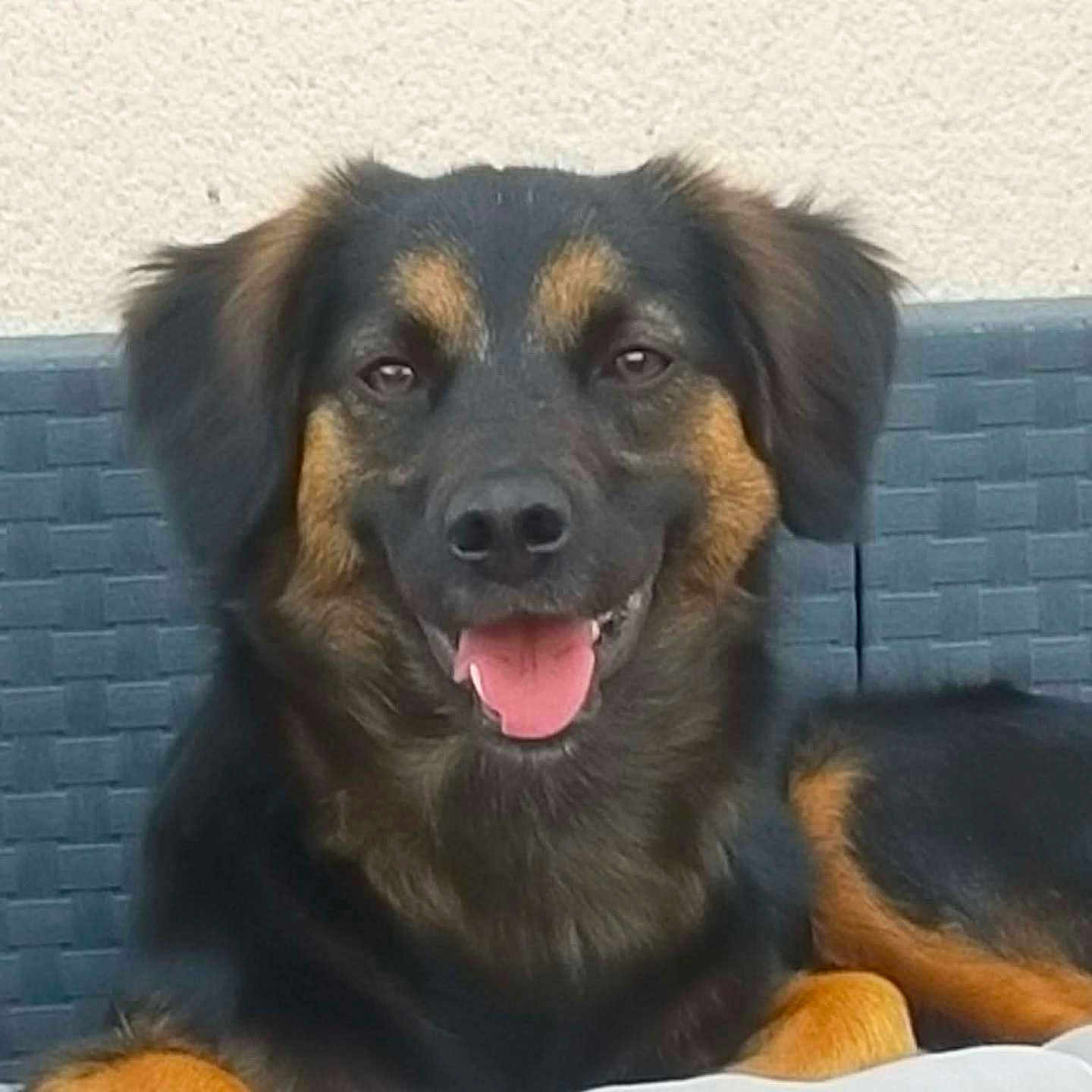 Maiden participe au concours pour gagner de l'argent avec cette photo : dog, canine, pet, black, brown, tongue_out, happy, relaxed, outdoor, couch, woven_furniture, fur, ears, snout, animal, portrait, sitting, companion, friendly, domestic