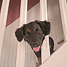dog, pet, stairs, indoor, playing, curious, tongue_out, happy, brown_fur, black_fur, railing, wood, home, animal, canine, portrait, closeup, cute, friendly, young_dog