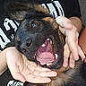 Maiden participe au concours pour gagner de l'argent avec cette photo : dog, pet, happy, playful, tongue_out, mouth_open, ears, fur, hand, human_hand, black_shirt, white_text, close_up, affection, joy, animal, companion, face, expression, indoor