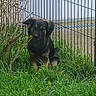 Maiden a rejoint le concours — aidez-le/la à gagner de superbes lots ! dog, grass, fence, outdoor, puppy, greenery, plant, nature, young_dog, animal, pet, curious, sitting, brown, black_fur, metal_fence, branch, daylight, canine, leaves