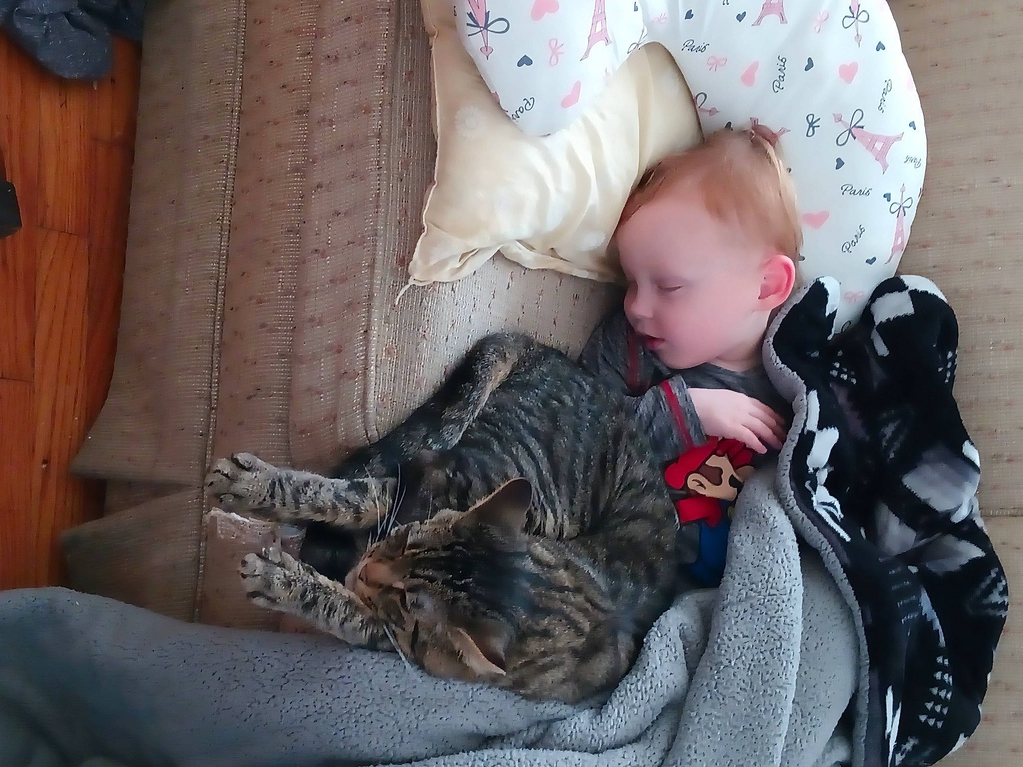 Charles joined the competition — help win amazing prizes! baby, baby_carriage, baby_products, baby_toddler_clothing, bag, cat, child, comfort, domestic_short_haired_cat, felidae, fur, lap, leg, luggage_and_bags, nap, person, sitting, skin, toddler, tree