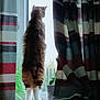 bedspread, cat, cozy, curious, curtains, fabric, feline, fluffy, hind_legs, home, indoor, light, patterned, pet, plant, potted_plant, silhouette, standing, striped, window
