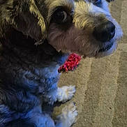 Nook joined the competition — help win amazing prizes! animal, canine, carpet, close_up, companion, curious, cute, dog, domestic, eyes, fluffy, friendly, fur, indoor, looking_back, mammal, pet, portrait, red_accessory, sitting