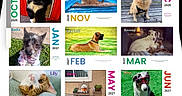 Kaytaff is registered to the contest to win money with this photo: calendar, cat, dog, pet, photo, portrait, animal, cute, furry, outdoor, indoor, grass, pool, bench, sunglasses, couch, leash, toy, colorful, name
