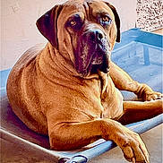Kaytaff joined the competition — help win amazing prizes! dog, brown_dog, pet, animal, canine, resting, cot, indoors, portrait, looking_at_camera, large_dog, fur, ears, snout, floor, wall, relaxed, paw, home, animal_portrait