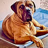 dog, brown_dog, pet, animal, canine, resting, cot, indoors, portrait, looking_at_camera, large_dog, fur, ears, snout, floor, wall, relaxed, paw, home, animal_portrait