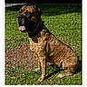 Kaytaff is registered to the contest to win money with this photo: dog, brown_dog, grass, outdoor, jigsaw_puzzle, puzzle_pieces, pet, animal, collar, sitting, sunlight, greenery, phone_screen, product_display, shopping, ecommerce, text_overlay, button, price_tag, reviews