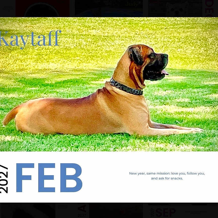 Kaytaff joined the competition — help win amazing prizes! dog, lawn, grass, collar, calendar, february, 2027, text, outdoor, pet, canine, animal, resting, side_view, summer, green, background, collared_dog, portrait, calendar_page