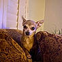 Miss Annie Mae joined the competition — help win amazing prizes! dog, chihuahua, small_dog, pet, indoor, cushion, patterned_fabric, brown, beige, ears, fur, animal, cute, looking_at_camera, close_up, cozy, home, living_room, window_blinds, soft_lighting