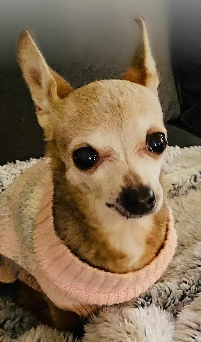 Miss Annie Mae is registered to the contest to win money with this photo: dog, chihuahua, pet, small_dog, sweater, pink, cozy, blanket, fluffy, cute, indoor, close_up, fur, ears, animal, face, portrait, companion, domestic_animal, warm