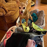 Miss Annie Mae is registered to the contest to win money with this photo: dog, small_dog, laundry, folded_clothes, living_room, couch, wooden_floor, pet, indoor, household, fabric, blanket, canine, fur, ears, tongue, cute, domestic_animal, textile, furniture