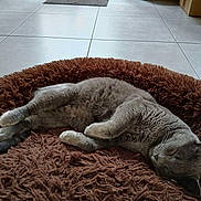Gedeon participe au concours pour gagner de l'argent avec cette photo : animal, cat, cozy, cute, domestic_cat, feline, floor, fluffy, fur, gray_cat, home, indoor, nap, peaceful, pet_bed, quiet, relaxed, resting, sleeping, tile_floor