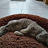 animal, cat, cozy, cute, domestic_cat, feline, floor, fluffy, fur, gray_cat, home, indoor, nap, peaceful, pet_bed, quiet, relaxed, resting, sleeping, tile_floor