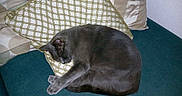 Gedeon participe au concours pour gagner de l'argent avec cette photo : animal, cat, couch, cozy, cushion, decorative_pillow, domestic_animal, feline, fur, gray_cat, home, indoor, napping, pet, pillow, quiet, relaxation, resting, sleeping, soft