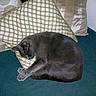 animal, cat, couch, cozy, cushion, decorative_pillow, domestic_animal, feline, fur, gray_cat, home, indoor, napping, pet, pillow, quiet, relaxation, resting, sleeping, soft