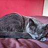 Gedeon participe au concours pour gagner de l'argent avec cette photo : animal, cat, closeup, cozy, curled_up, cushion, domestic_animal, feline, fur, gray_cat, indoor, maroon, peaceful, pet, red_wall, relaxation, resting, sleeping, soft, whiskers