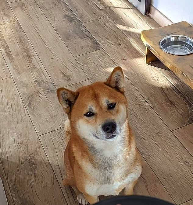 Maÿko a rejoint le concours — aidez-le/la à gagner de superbes lots ! ancient_dog_breeds, canidae, carnivore, collar, companion_dog, dog, dog_breed, flooring, hardwood, non_sporting_group, plank, spitz, sporting_group, tail, varnish, whiskers, wood, wood_flooring, wood_stain, working_animal