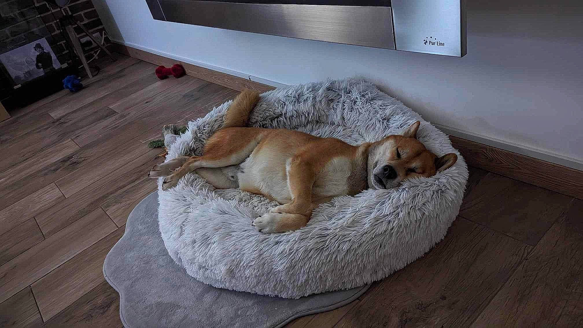 Maÿko a rejoint le concours — aidez-le/la à gagner de superbes lots ! canidae, carnivore, comfort, companion_dog, couch, dog, dog_bed, dog_breed, dog_supply, fawn, felidae, floor, flooring, hardwood, paw, room, snout, sporting_group, tail, wood