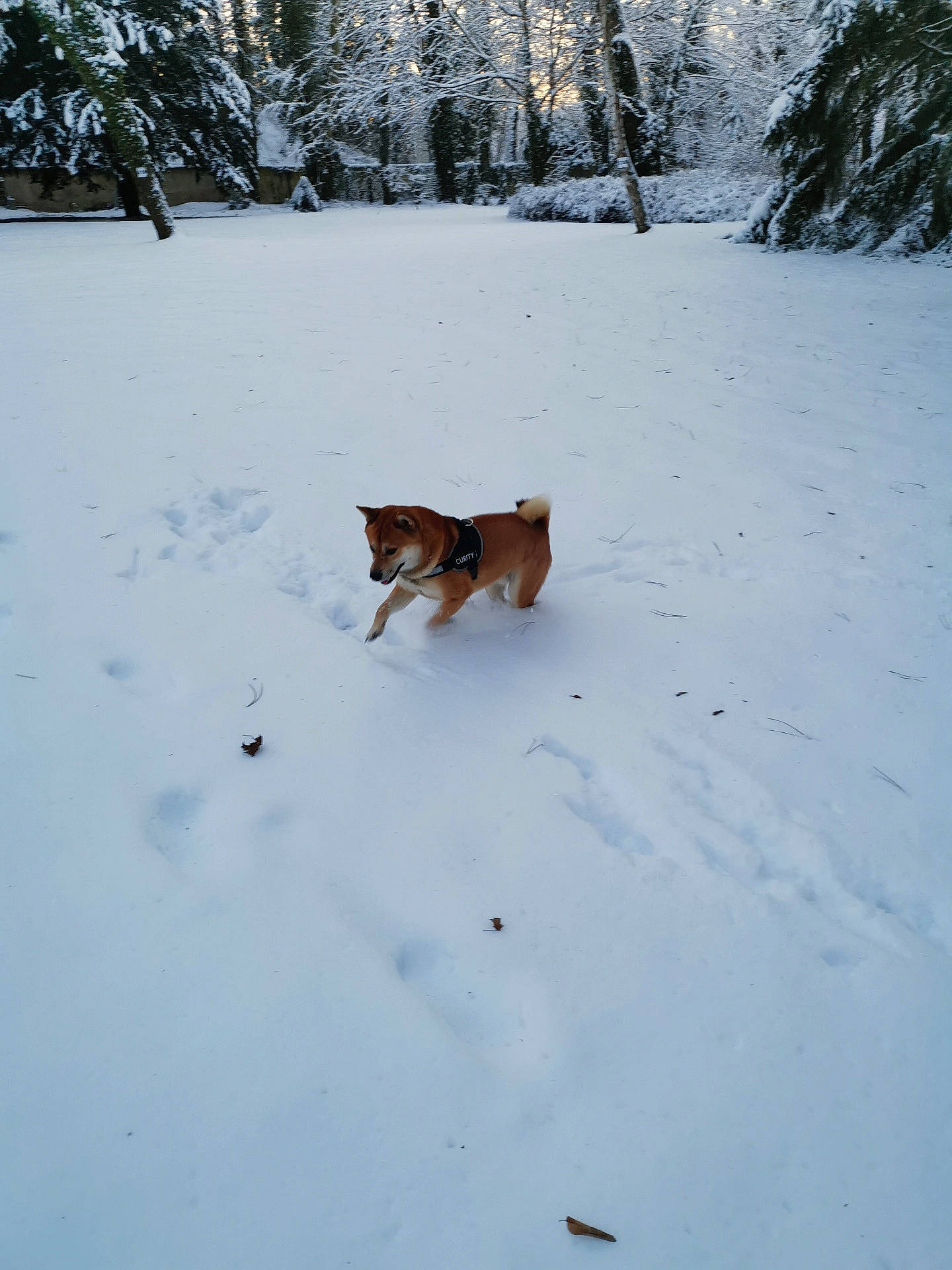 Maÿko a rejoint le concours — aidez-le/la à gagner de superbes lots ! canidae, carnivore, companion_dog, dog, dog_breed, fawn, freezing, hunting_dog, plant, playing_in_the_snow, recreation, slope, snow, sporting_group, tail, tree, wildlife, winter, wood, working_dog
