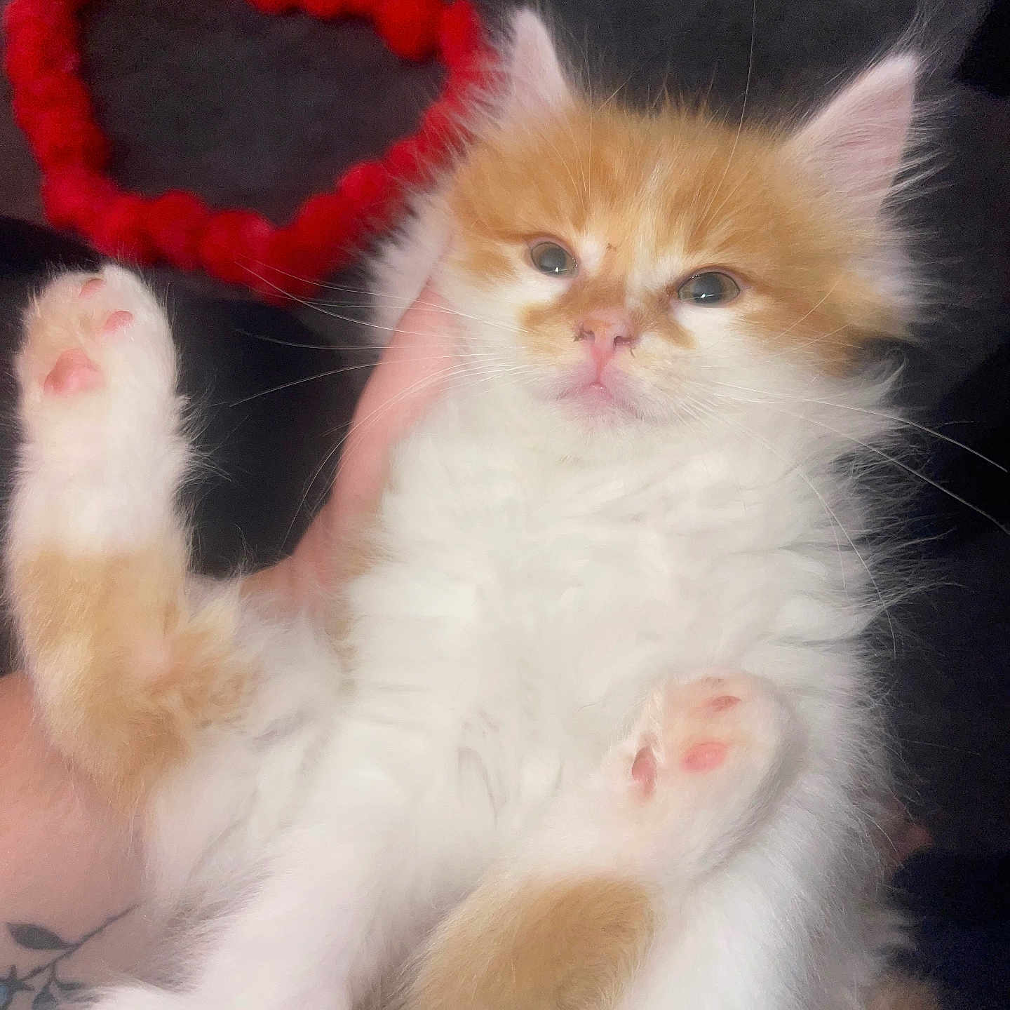 Fluffy joined the competition — help win amazing prizes! adorable, animal, cat, closeup, cute, domestic_cat, feline, fluffy, hand, heart_shape, holding, indoor, kitten, love, orange_and_white, pet, pink_paws, red_heart, sleepy_eyes, soft_fur