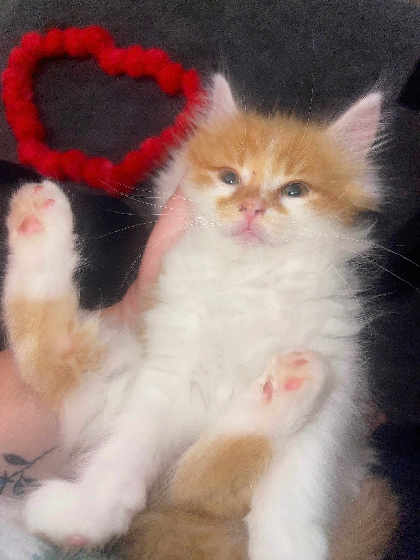 Fluffy joined the competition — help win amazing prizes! kitten, cat, orange_and_white, fluffy, pink_paws, cute, pet, feline, animal, indoor, hand, holding, heart_shape, red_heart, love, soft_fur, sleepy_eyes, closeup, adorable, domestic_cat