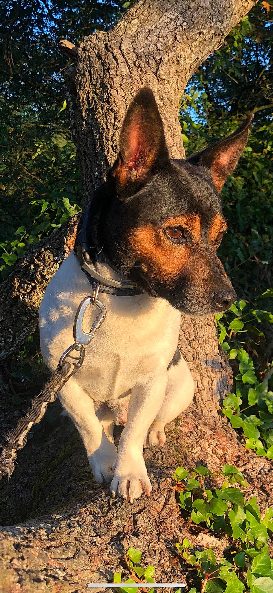 Willy a rejoint le concours — aidez-le/la à gagner de superbes lots ! ancient_dog_breeds, carnivore, collar, companion_dog, dog, dog_breed, dog_collar, dog_supply, grass, herding_dog, plant, snout, terrestrial_animal, working_animal, working_dog
