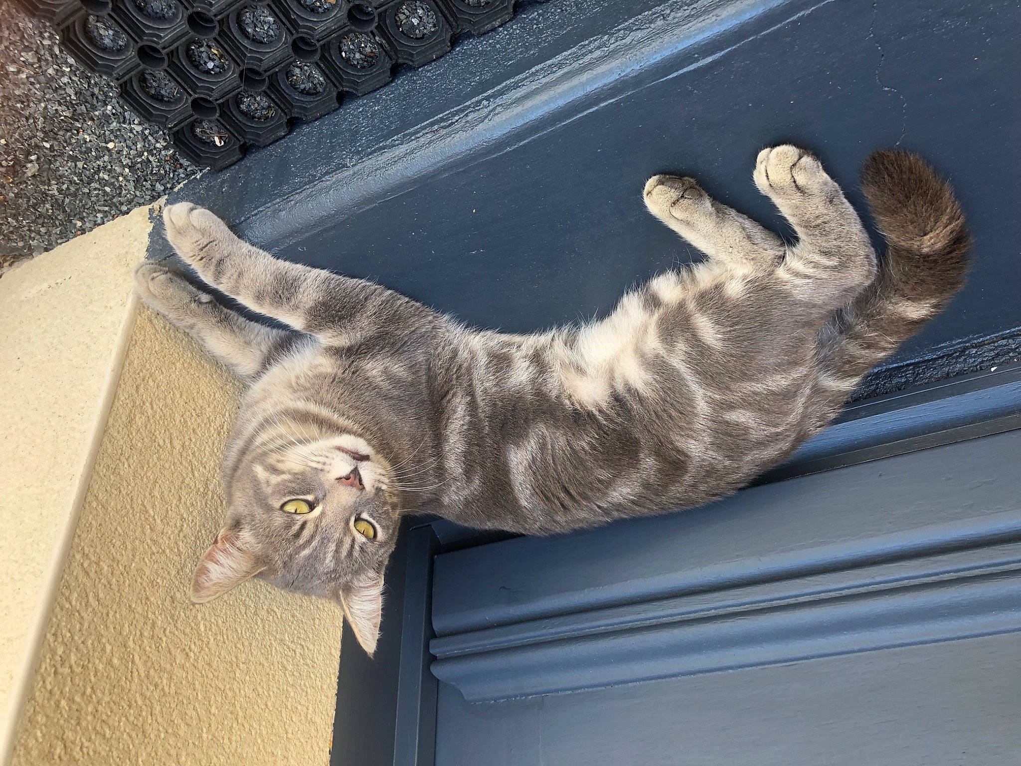 Grizou a rejoint le concours — aidez-le/la à gagner de superbes lots ! carnivore, cat, claw, computer_keyboard, domestic_short_haired_cat, felidae, foot, fur, gesture, grey, input_device, paw, peripheral, small_to_medium_sized_cats, tail, whiskers, window, wood