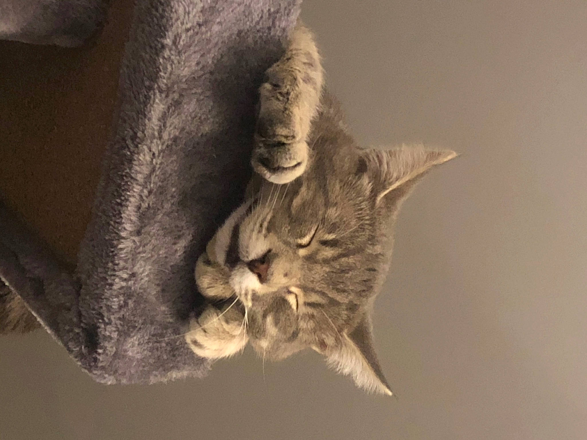 Grizou a rejoint le concours — aidez-le/la à gagner de superbes lots ! art, close_up, feather, felidae, fur, gesture, grey, macro_photography, monochrome_photography, plant, sculpture, small_to_medium_sized_cats, snout, still_life_photography, tail, terrestrial_animal, tree, twig, whiskers, wildlife