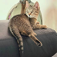 Noisette participe au concours pour gagner de l'argent avec cette photo : brown, cat, cozy, curious, domestic_animal, ears, eyes, furniture, indoor, kitten, leather_couch, pet, reed_sticks, relaxed, side_view, striped, tabby, tail, vase, whiskers