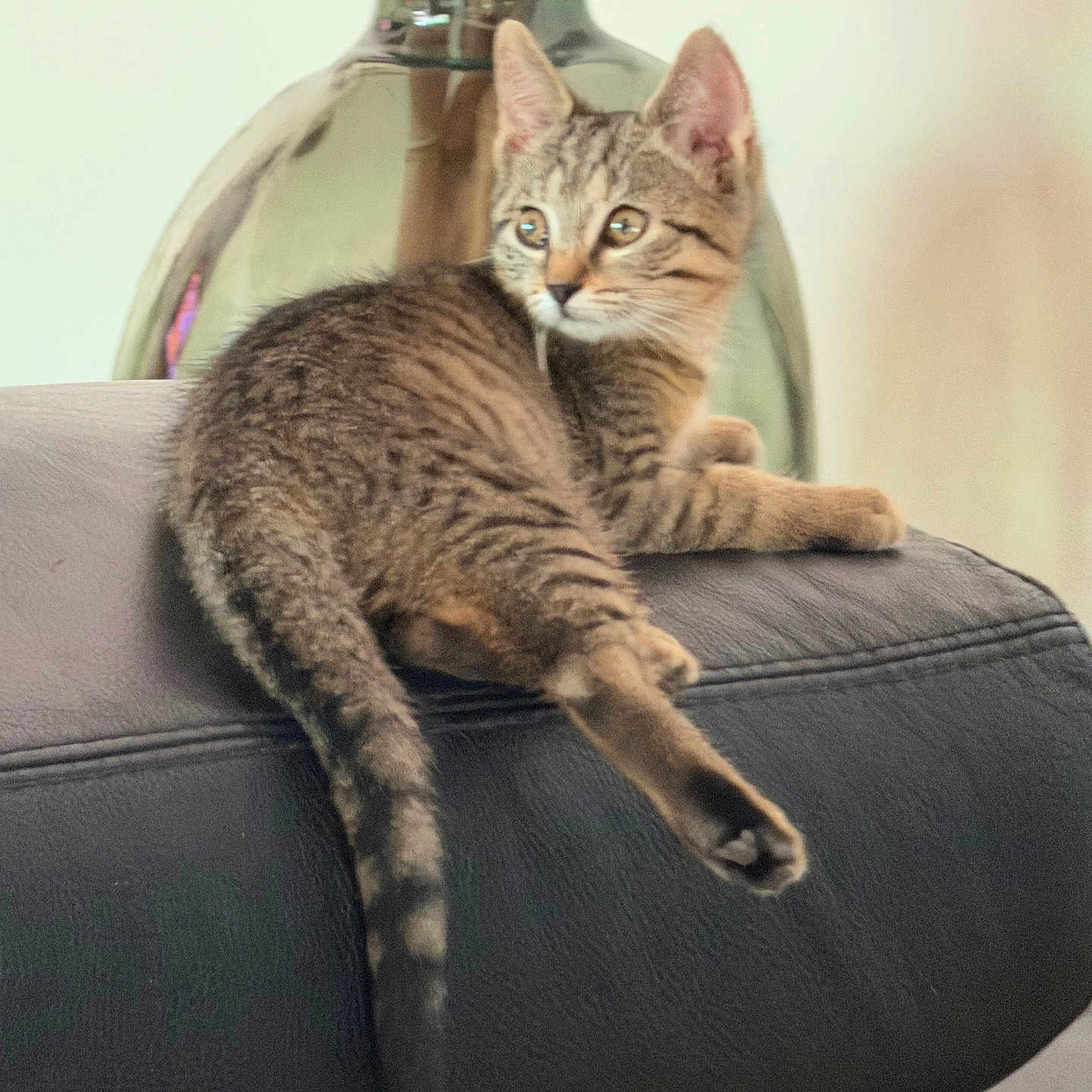 Noisette participe au concours pour gagner de l'argent avec cette photo : brown, cat, cozy, curious, domestic_animal, ears, eyes, furniture, indoor, kitten, leather_couch, pet, reed_sticks, relaxed, side_view, striped, tabby, tail, vase, whiskers