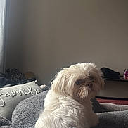 Otis joined the competition — help win amazing prizes! animal, bedroom, blanket, comfortable, cozy, curious, dog, family, fluffy, fur, furniture, home, indoor, looking_back, pet, pillow, resting, soft_light, tail, white_dog