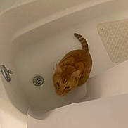 Jonas is registered to the contest to win money with this photo: animal, bathroom, bathtub, cat, curious, domestic_cat, drain, ears, empty_bathtub, feline, floor_mat, indoor, looking_up, orange_tabby, pet, pet_animal, sitting, tail, whiskers, white