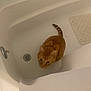 animal, bathroom, bathtub, cat, curious, domestic_cat, drain, ears, empty_bathtub, feline, floor_mat, indoor, looking_up, orange_tabby, pet, pet_animal, sitting, tail, whiskers, white